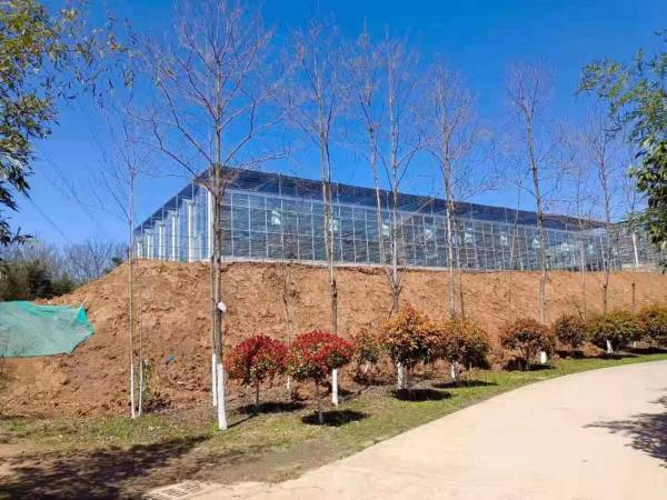 常用类型玻璃温室种植的优缺点分析